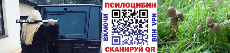 Галлюциногенные грибы Psilocybine cubensis  Уссурийск 